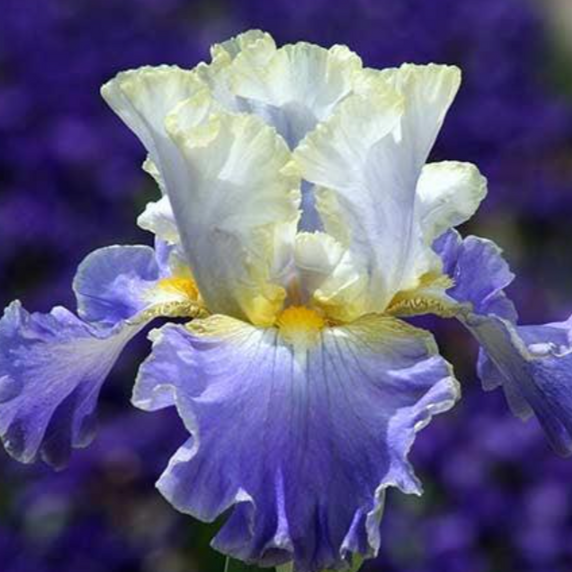 Bearded Iris - Gilt-Edged Bond