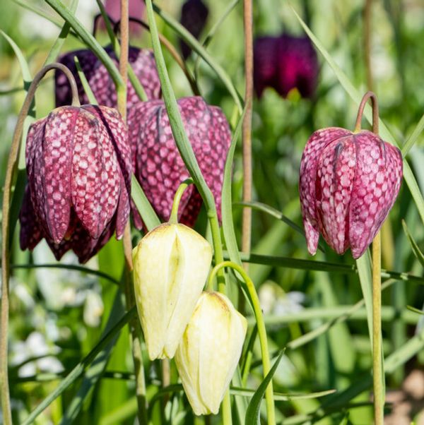 Fritillaria Meleagris