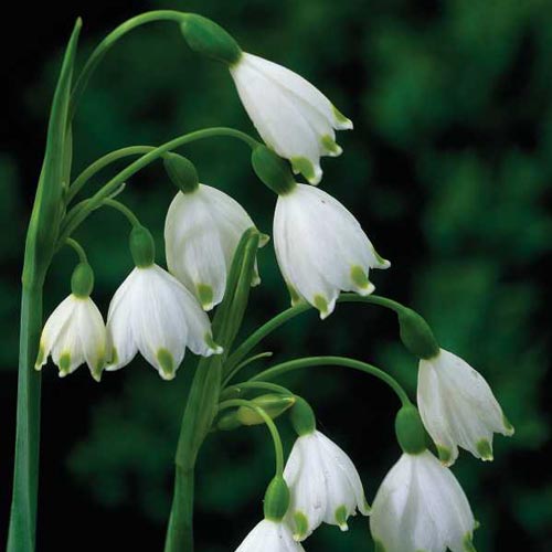 Leucojum Bulbs