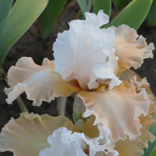 Bearded Iris - Champagne Elegance