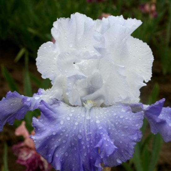 Bearded Iris - Heartstring Strummer