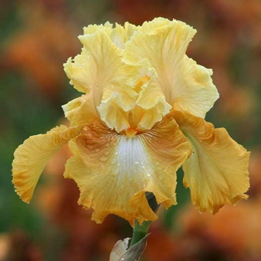 Bearded Iris - Honeycomb