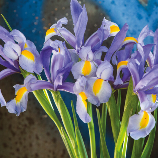Dutch Iris - Nofa Blue – The Bower Garden
