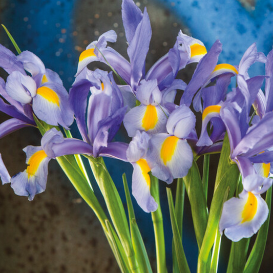 Dutch Iris - Nofa Blue