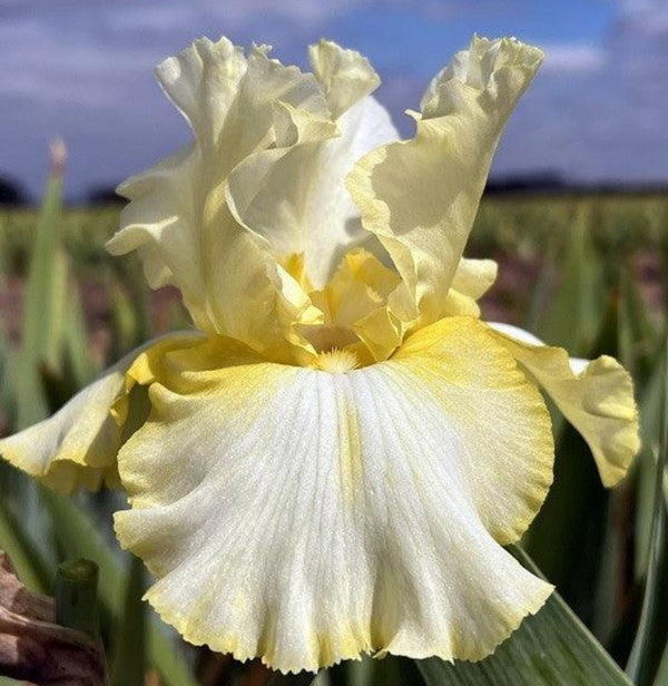 Bearded Iris - Total Recall